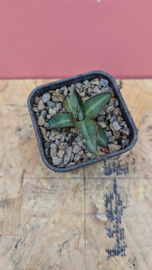 Agave lophantha 'Splendida' pup