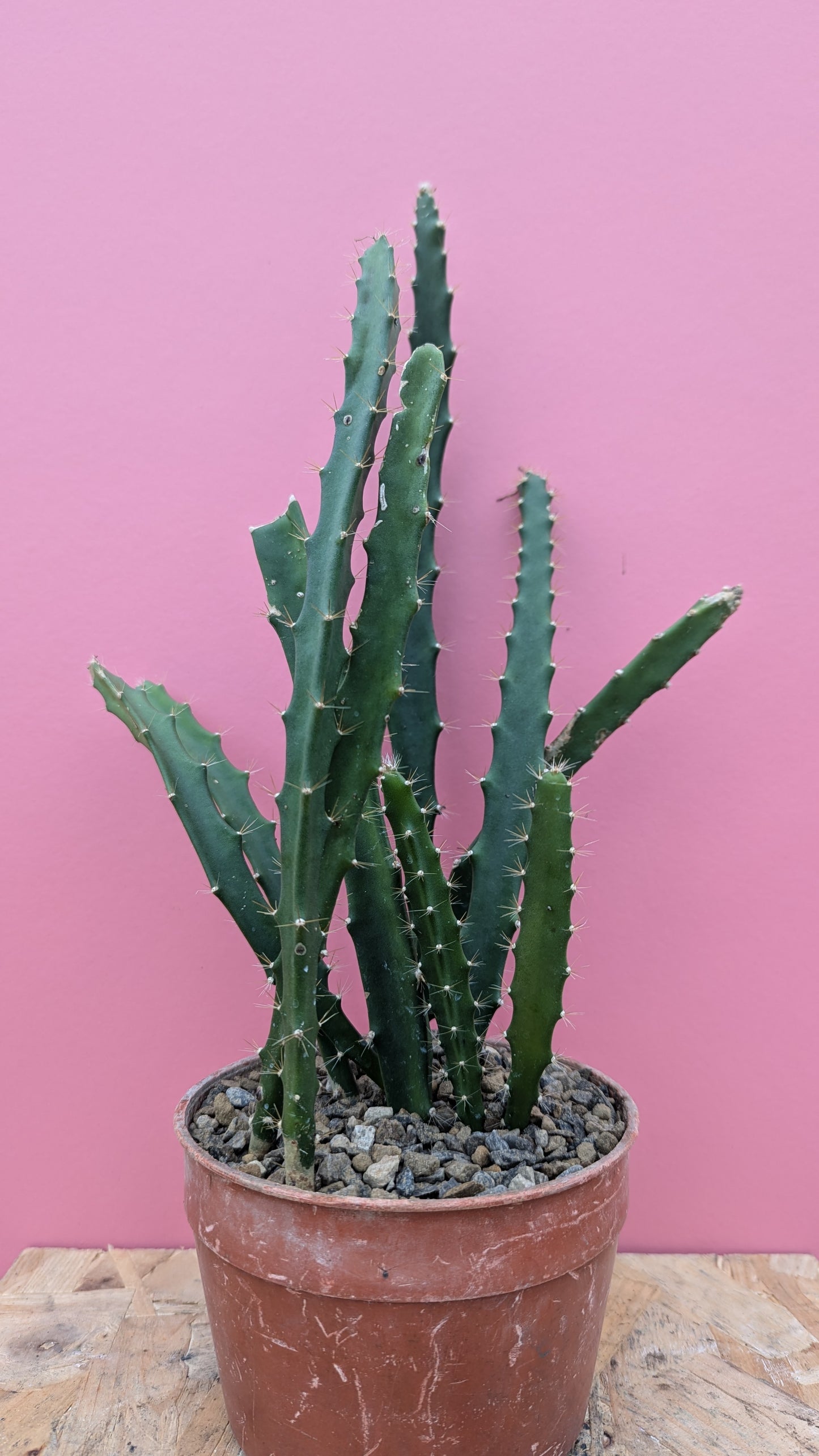 Acanthocereus tetragonus 'Triangle Cactus'