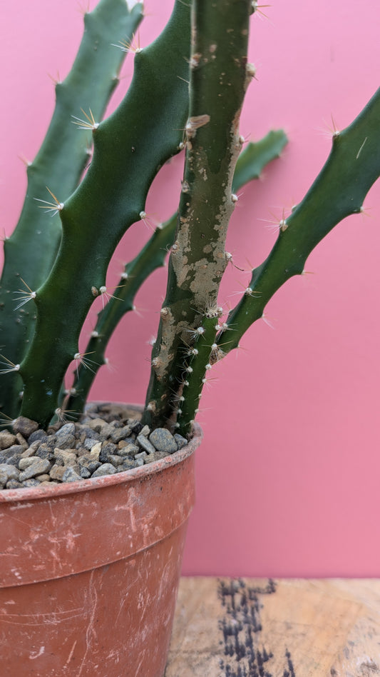 Acanthocereus tetragonus 'Triangle Cactus'