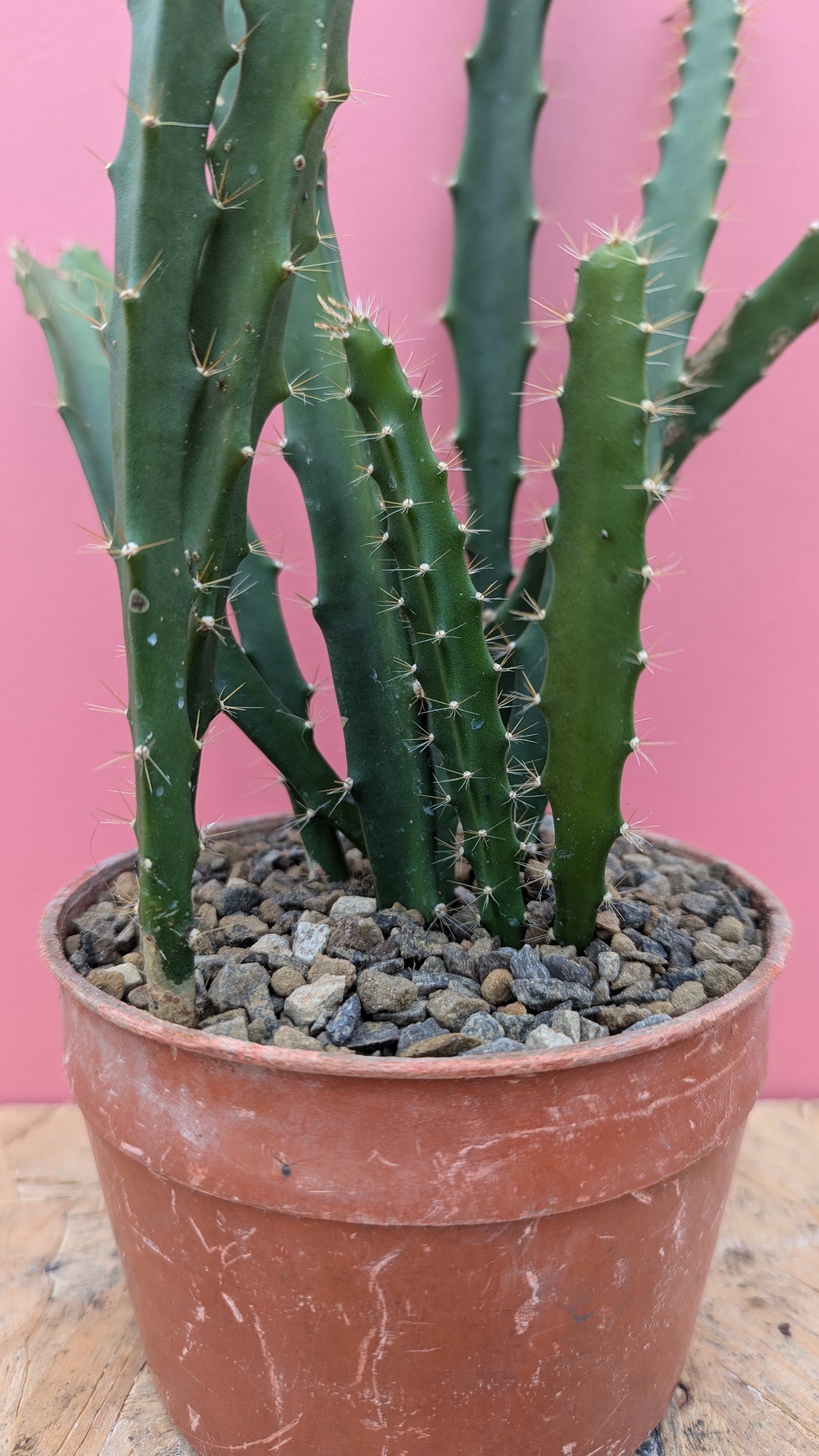 Acanthocereus tetragonus 'Triangle Cactus'