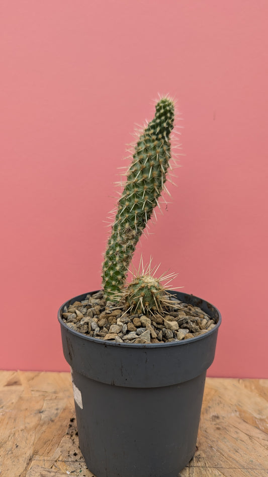 Cylindropuntia tunicata C