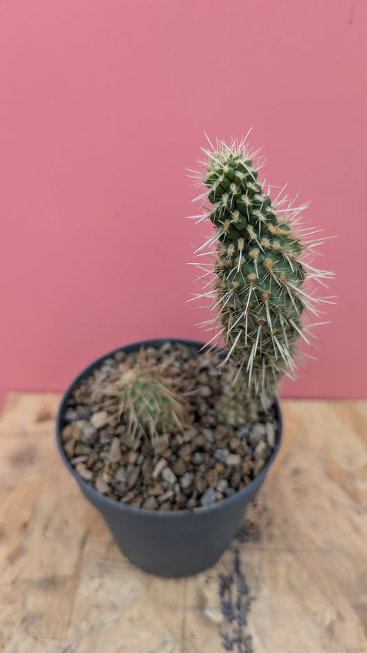 Cylindropuntia tunicata C