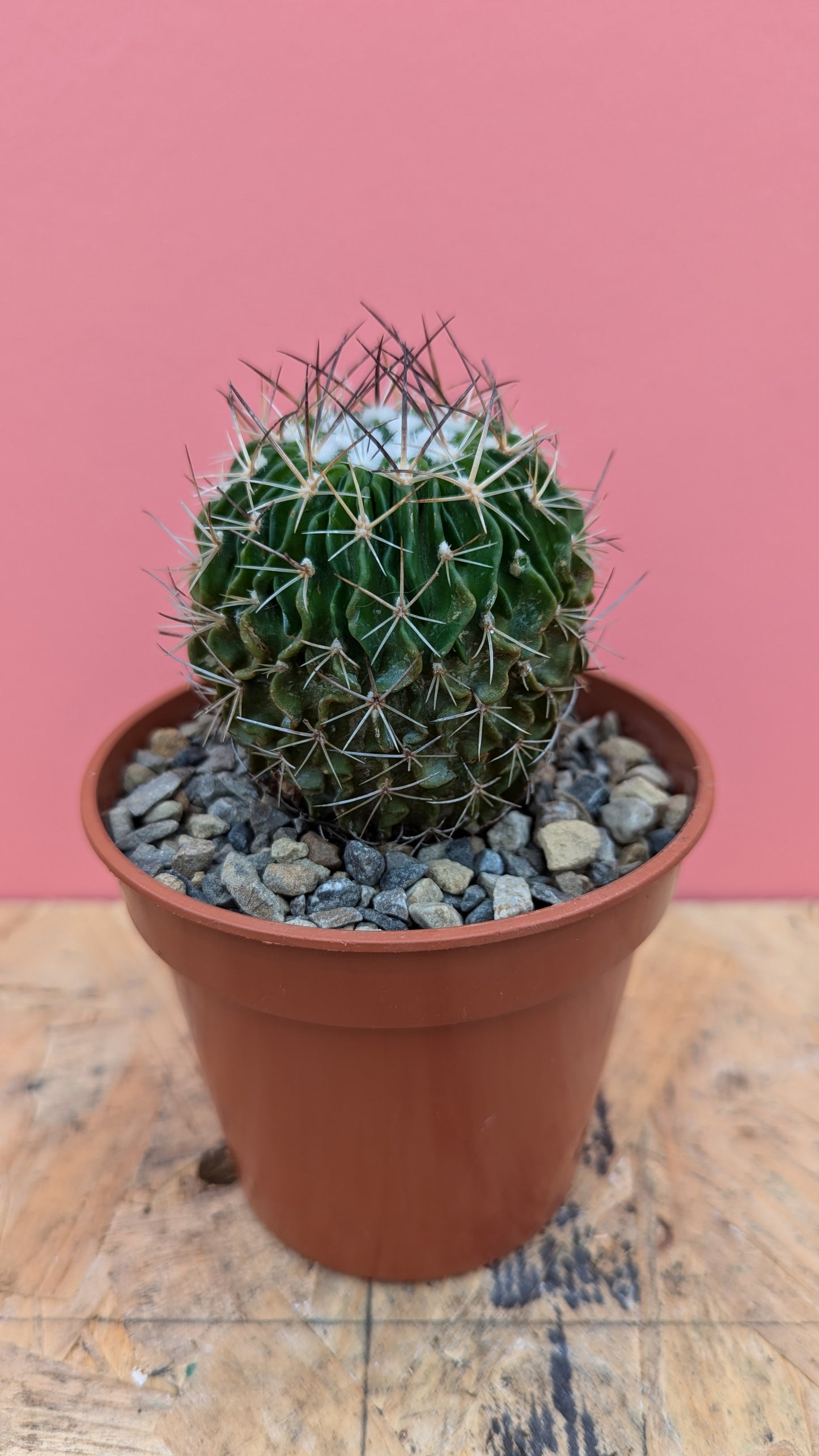 Stenocactus multicostatus 'fossil cactus'