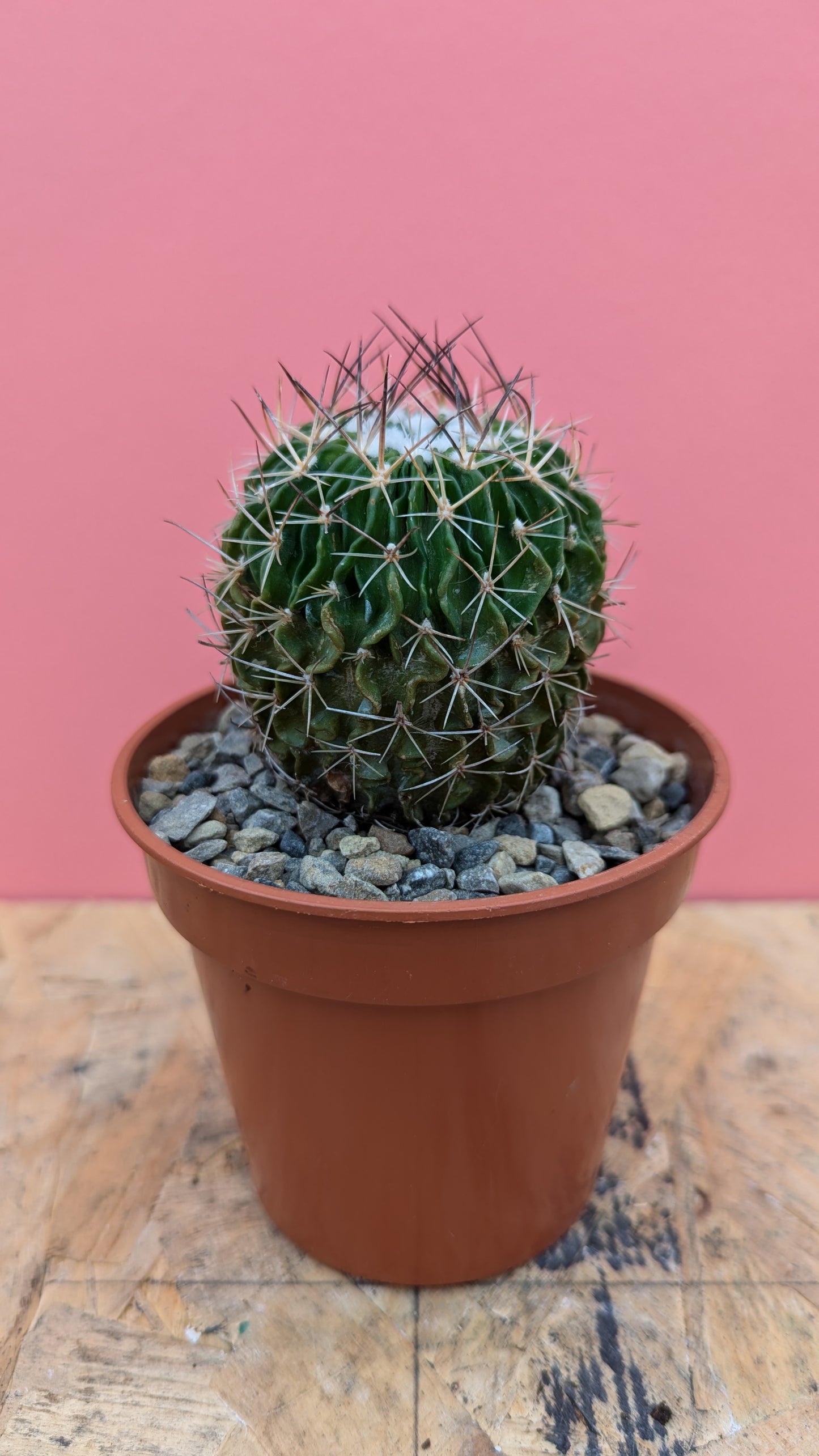 Stenocactus multicostatus 'fossil cactus'