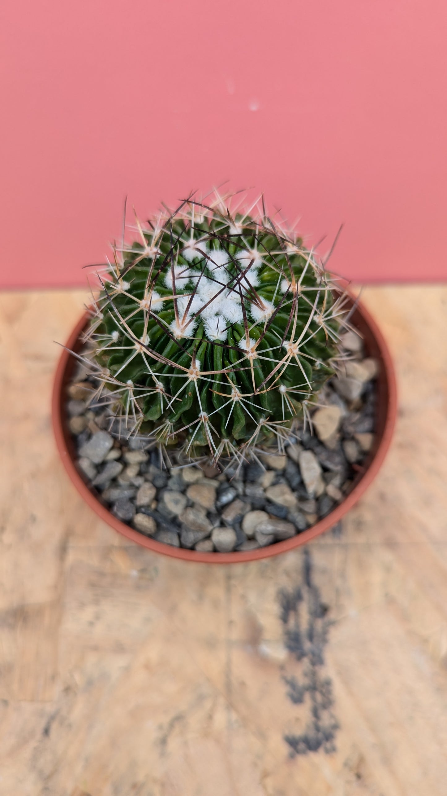 Stenocactus multicostatus 'fossil cactus'