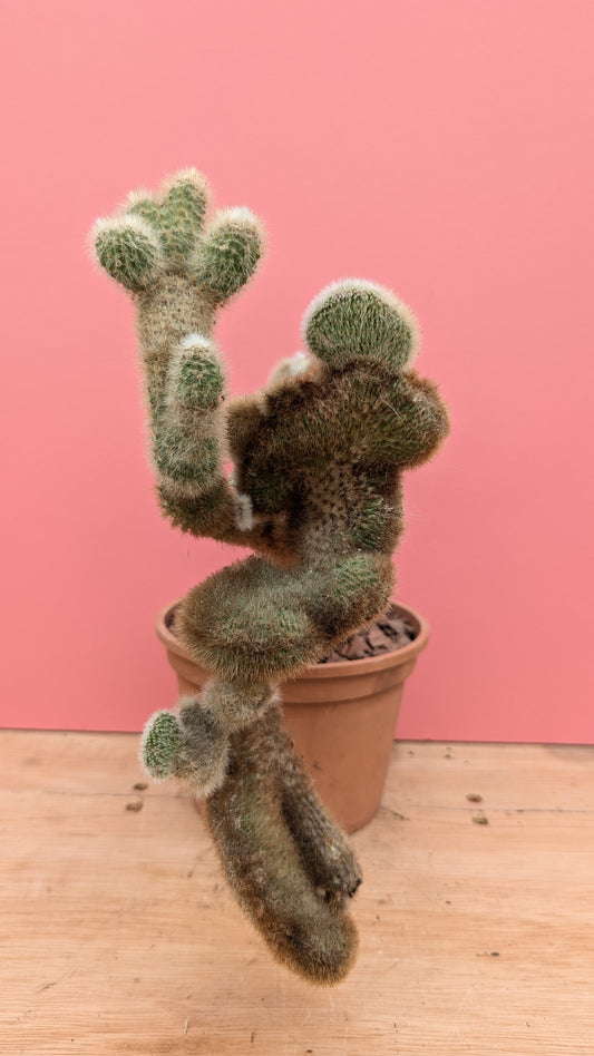 Crested Cleistocactus madness