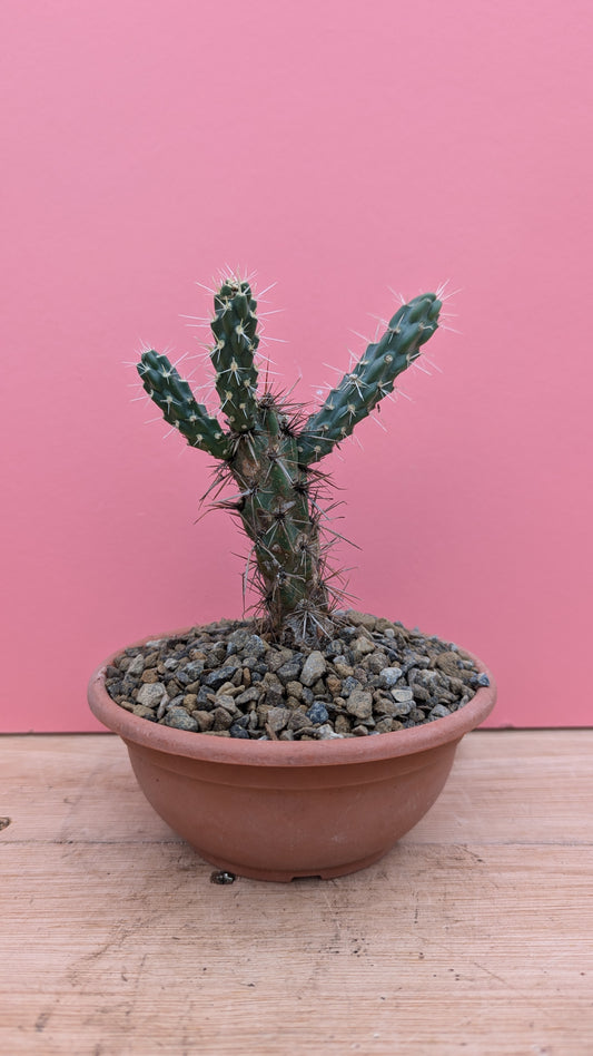 Cylindropuntia imbricata