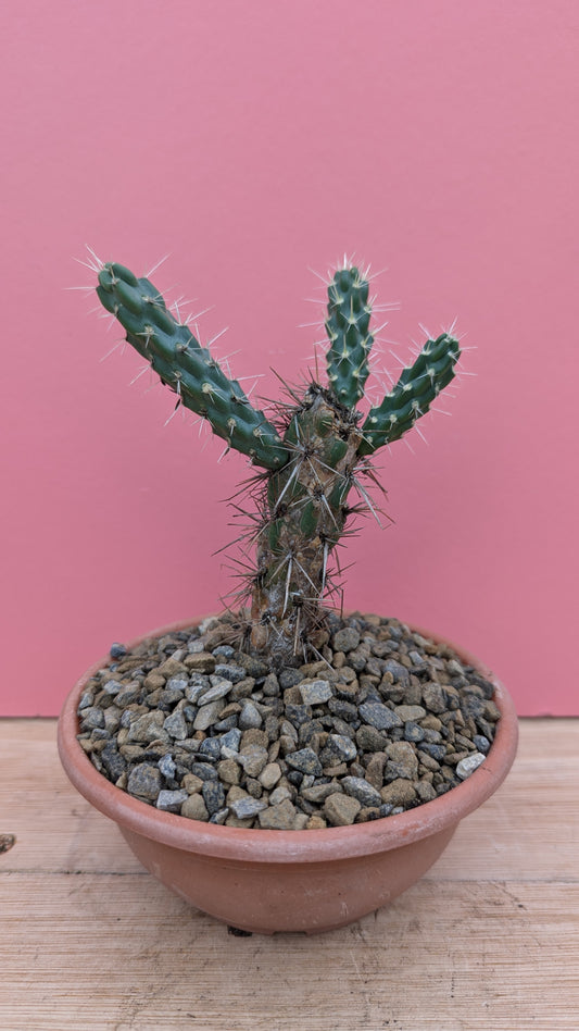 Cylindropuntia imbricata