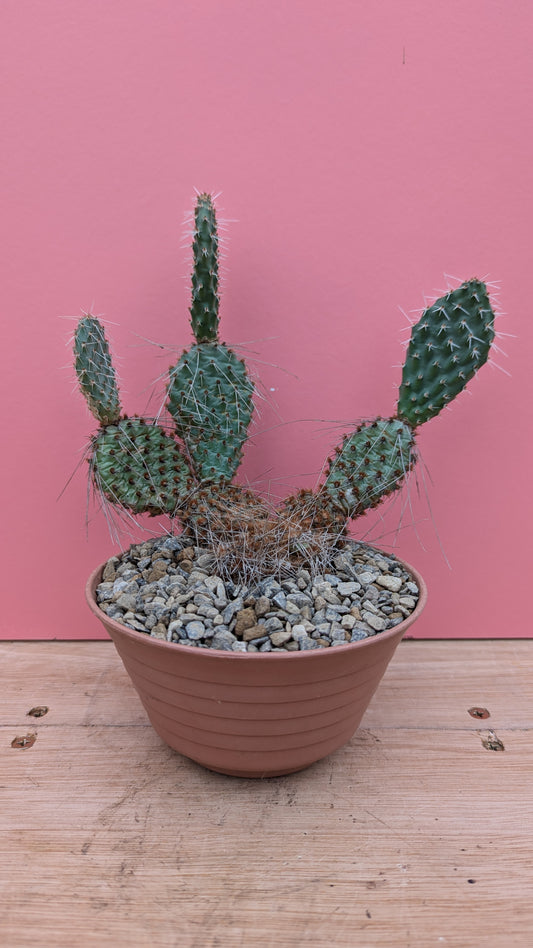 Opuntia macrohriza