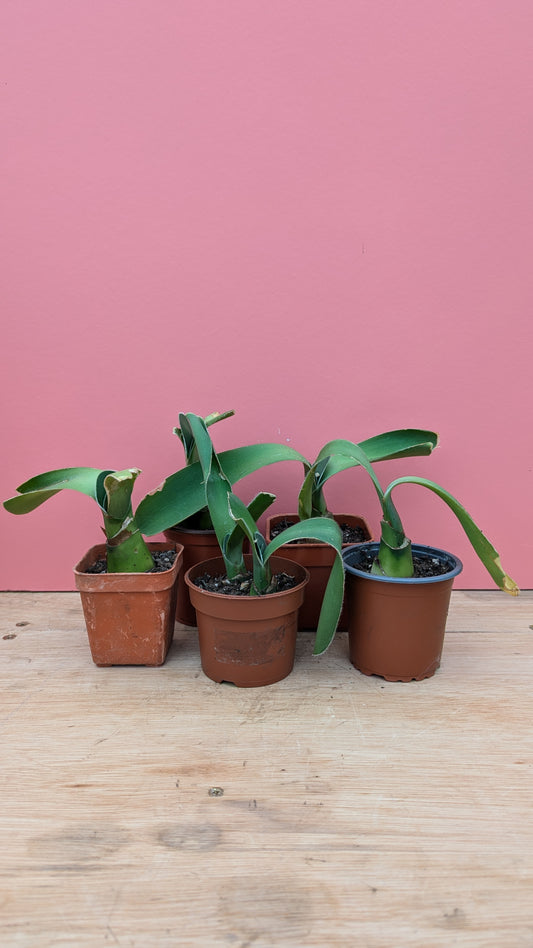 Haemanthus 'paintbrush flower' pup