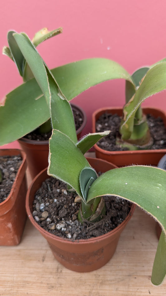 Haemanthus 'paintbrush flower' pup