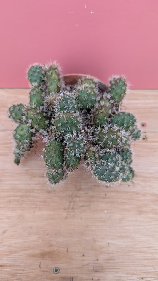 Opuntia longispina v. brevispina