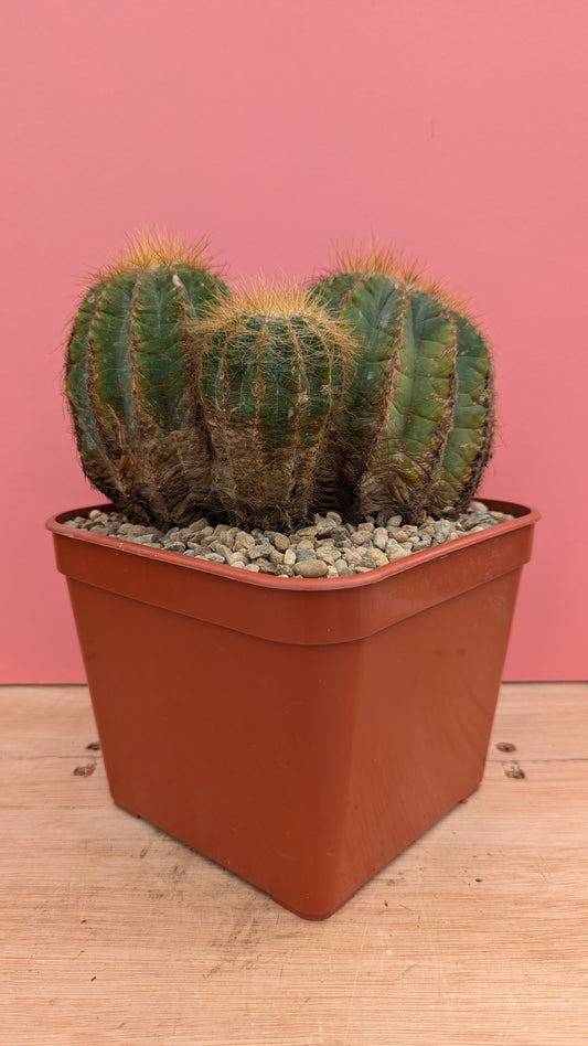 Notocactus magnificus