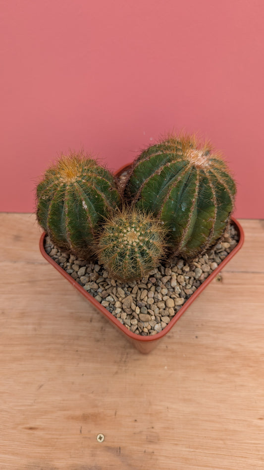 Notocactus magnificus