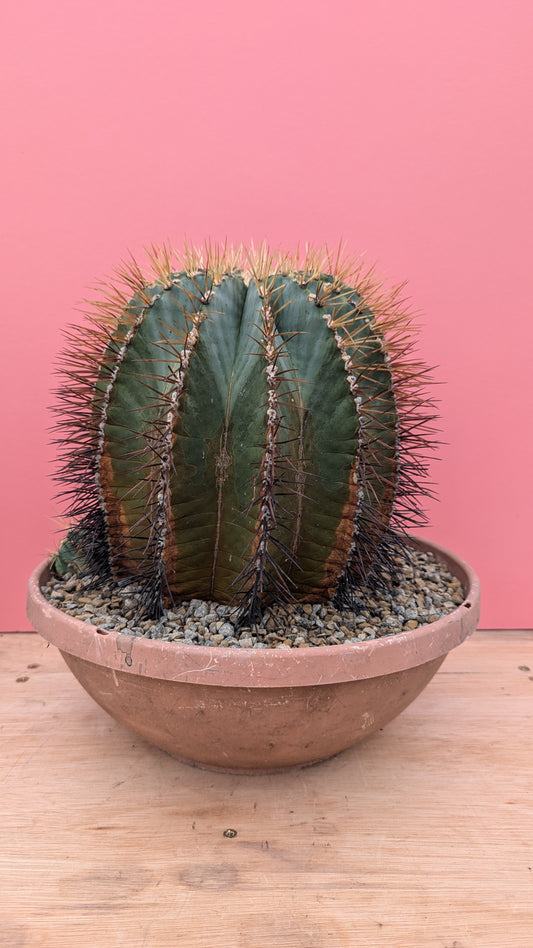 Ferocactus echione