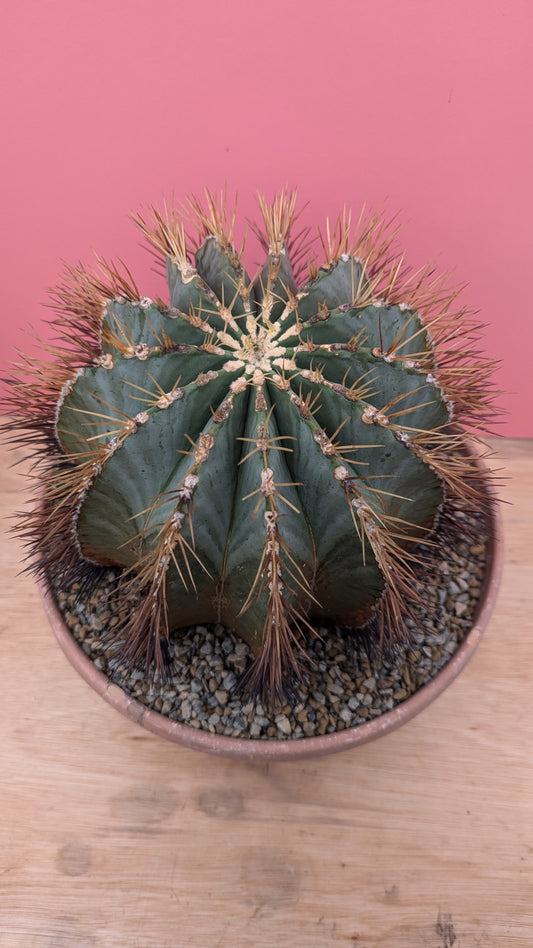 Ferocactus echione