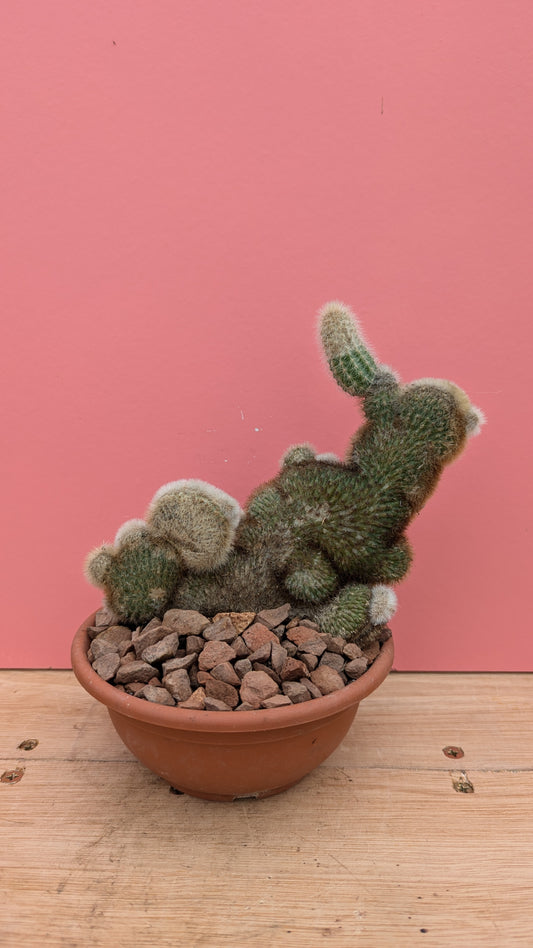 Cleistocactus cristate (questionable)