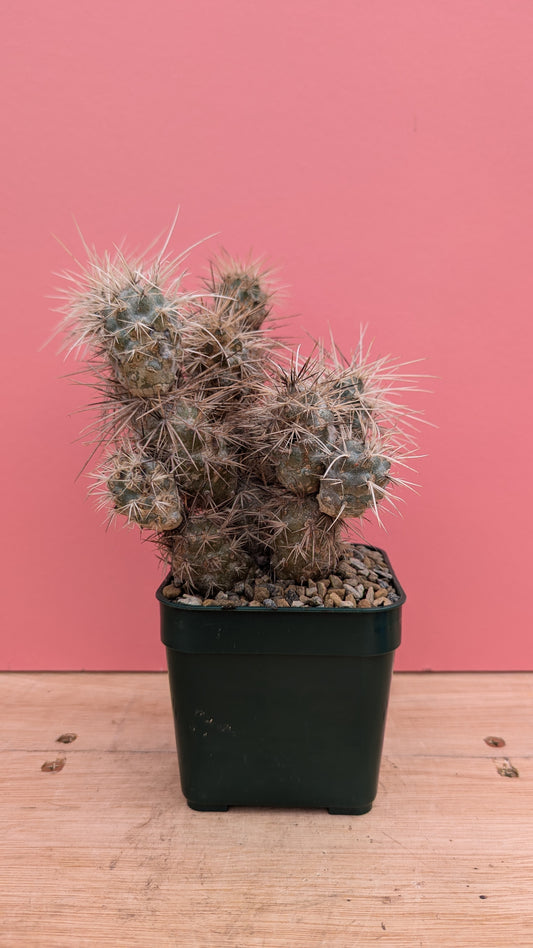 Tephrocactus bruchii