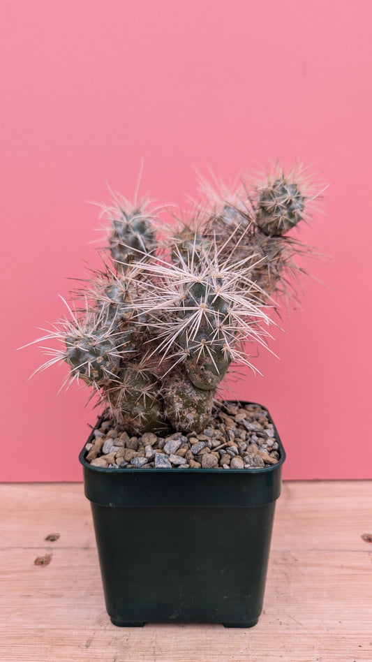 Tephrocactus bruchii