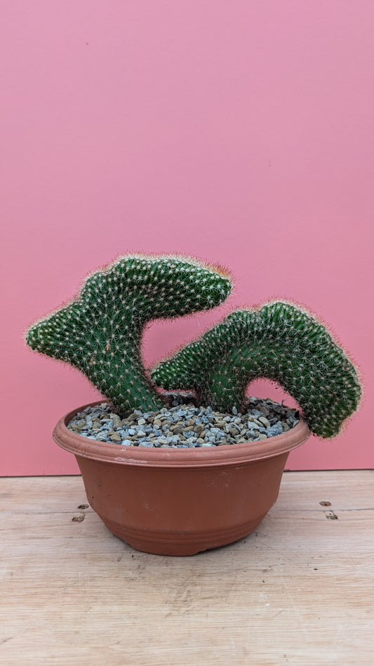 Pachycereus pringlei cristate double stem