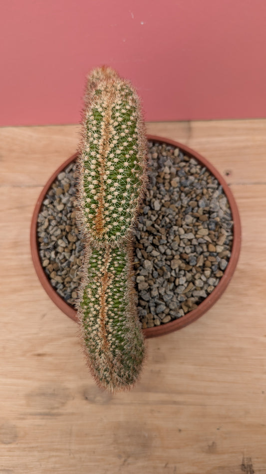 Pachycereus pringlei cristate double stem