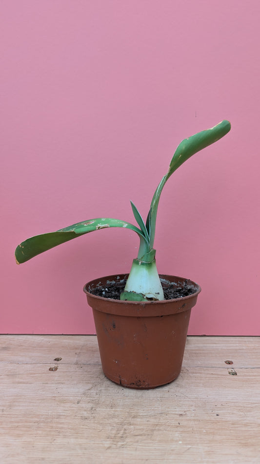 Haemanthus 'paintbrush flower' large pup