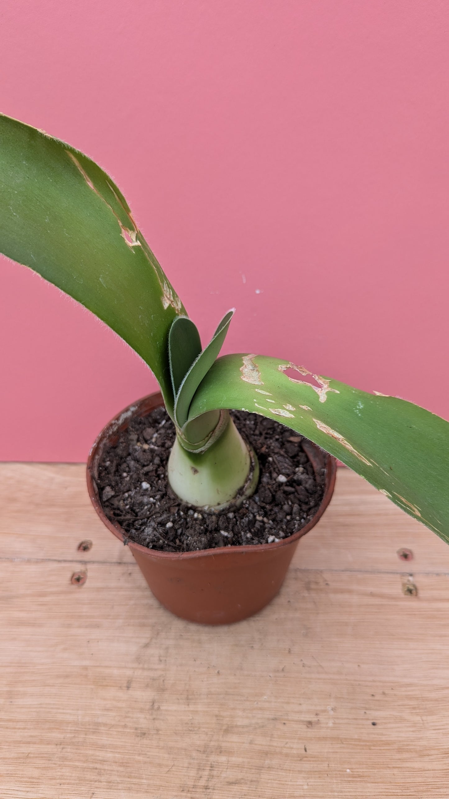 Haemanthus 'paintbrush flower' large pup