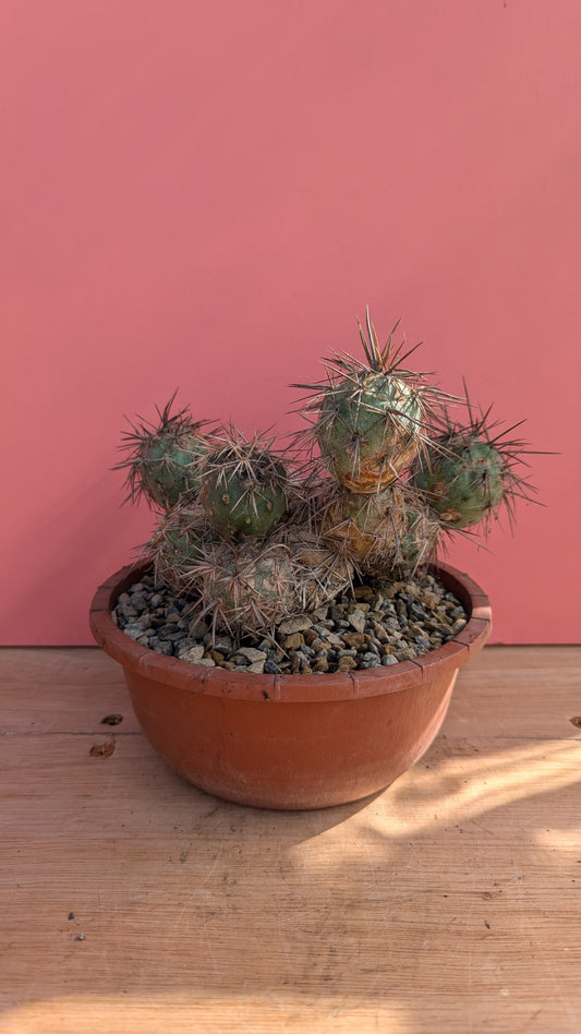 Tephrocactus alexanderi