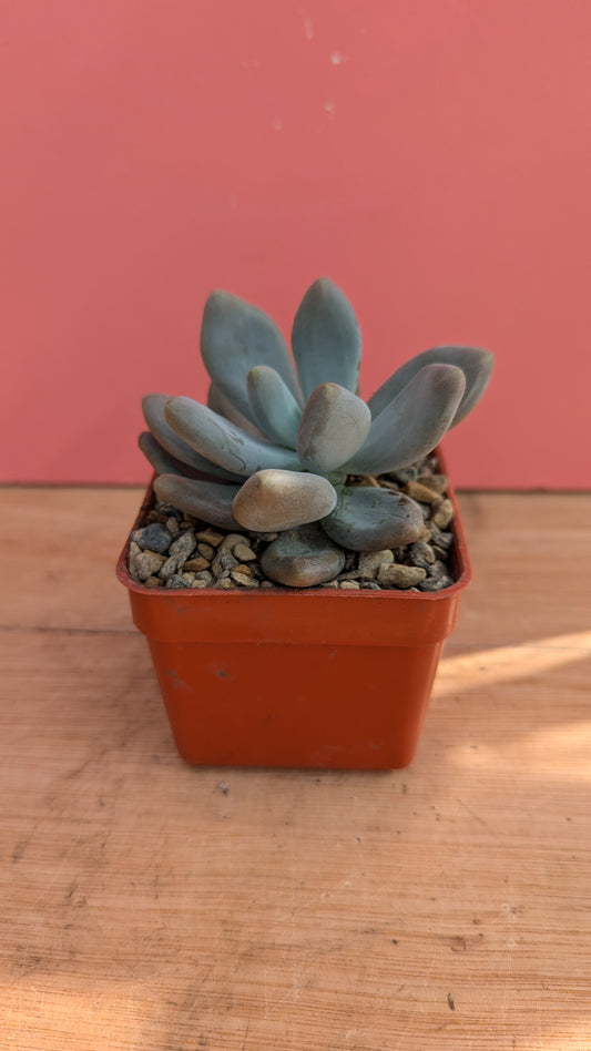 Pachypytum oviferum 'Sugared Almond Plant'