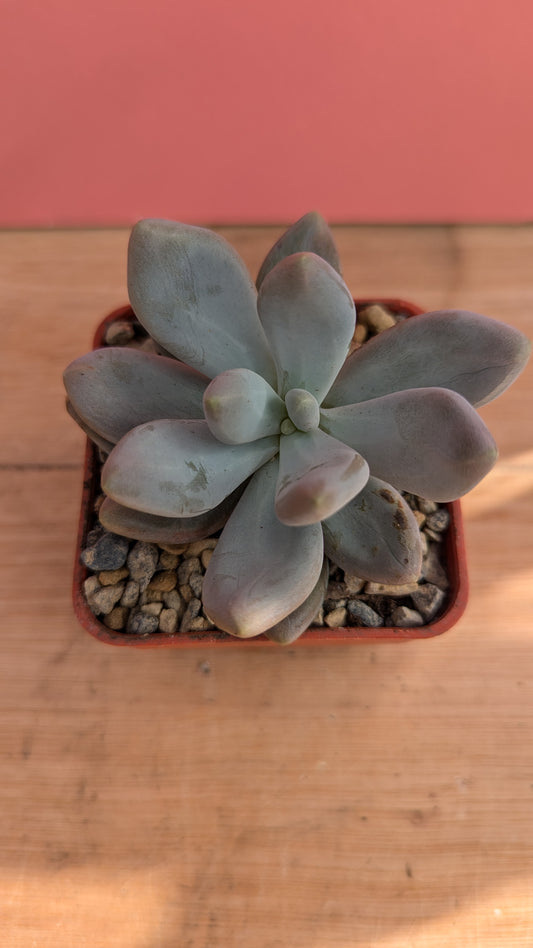 Pachypytum oviferum 'Sugared Almond Plant'