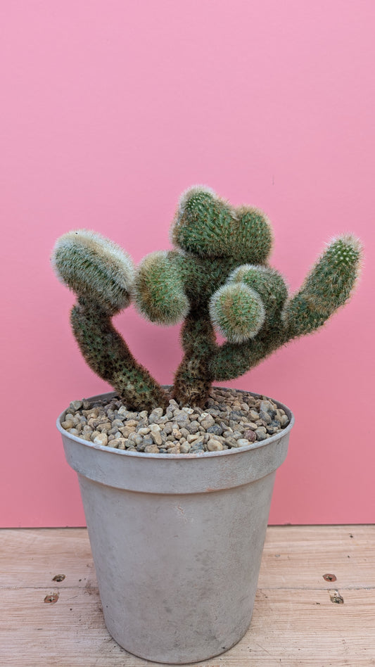 Cleistocactus cristate