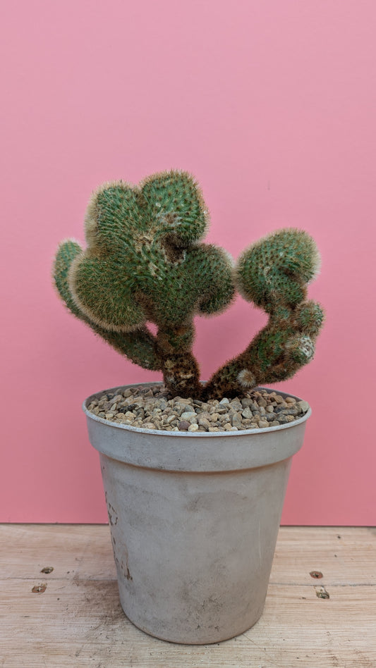 Cleistocactus cristate