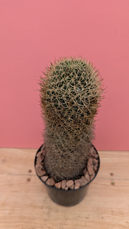 Mammilaria species