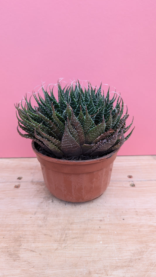 Aloe aristata 'Lace Aloe' small