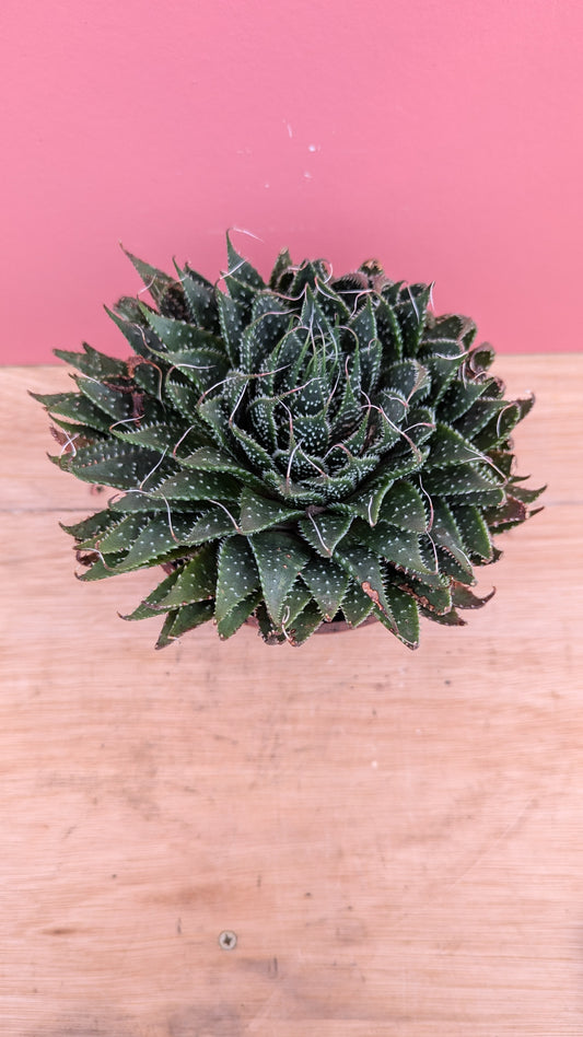 Aloe aristata 'Lace Aloe' small