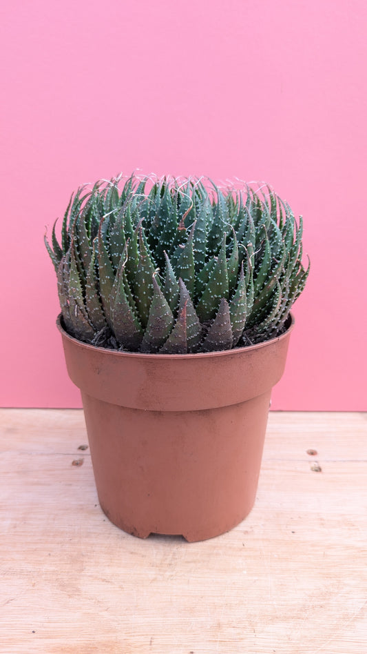 Aloe aristata 'Lace Aloe' large