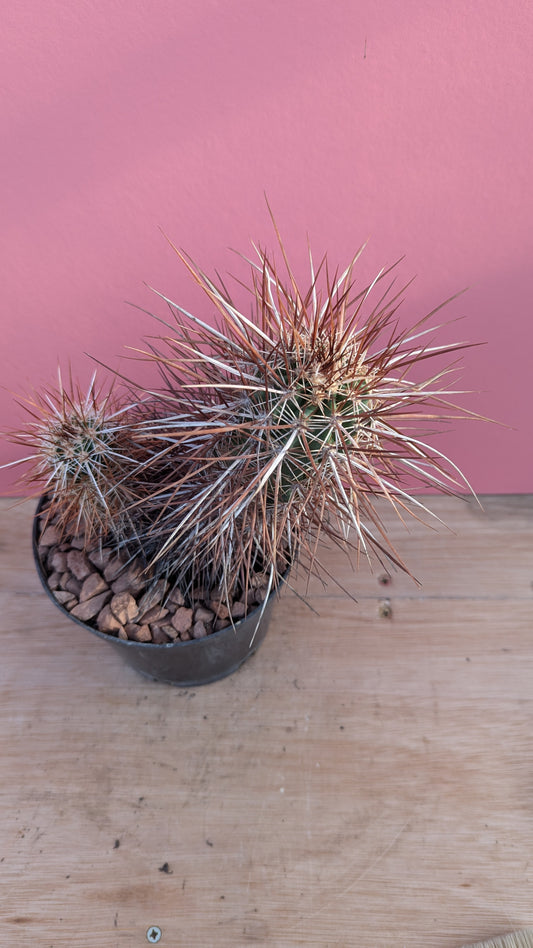 Echinocereus fasciculatus