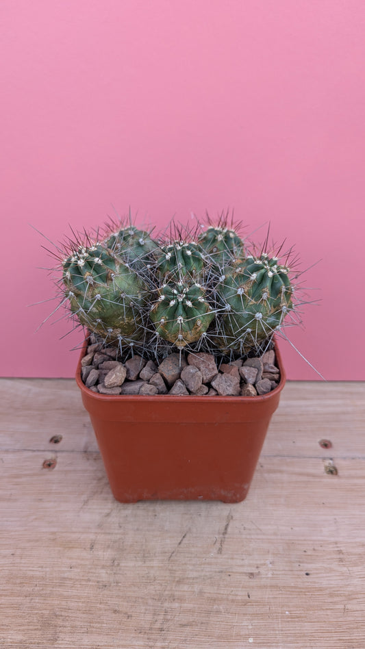 Echinocereus triglochidiatus