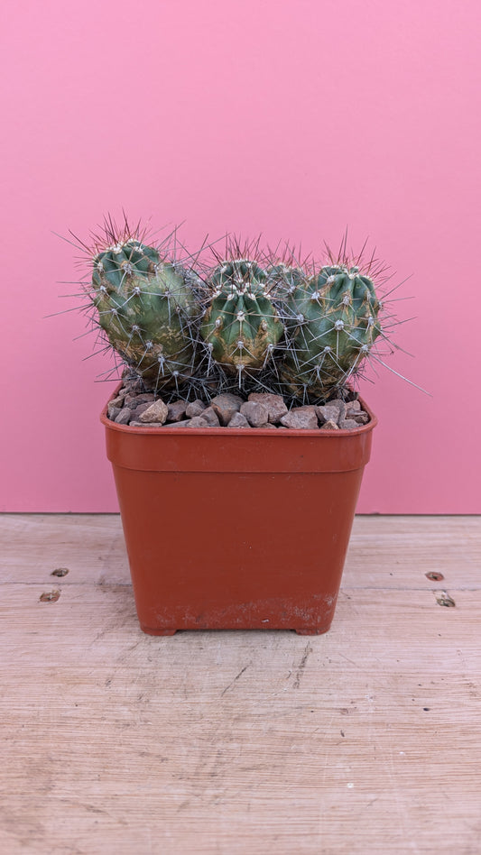 Echinocereus triglochidiatus