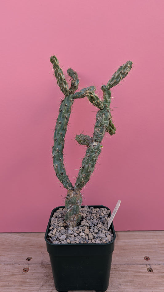 Opuntia spinosior