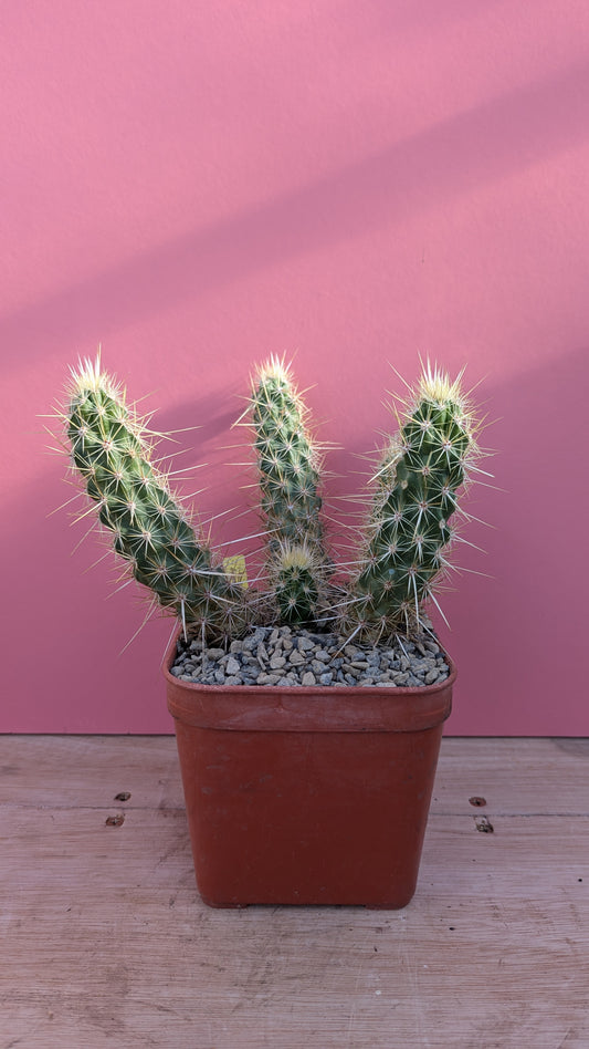 Echinopsis brandegeei