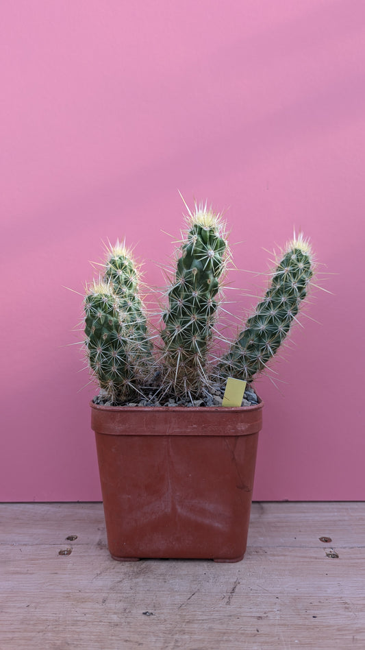 Echinopsis brandegeei