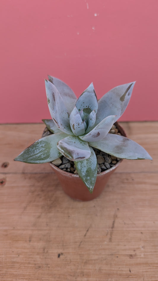 Echeveria colorata 'Mexican Giant'