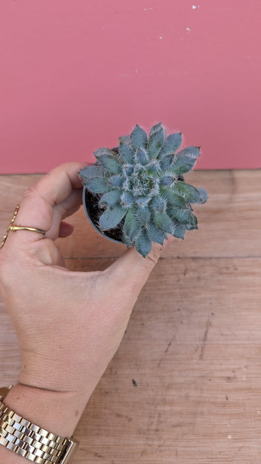 Echeveria setosa 'Mexican Firecracker'