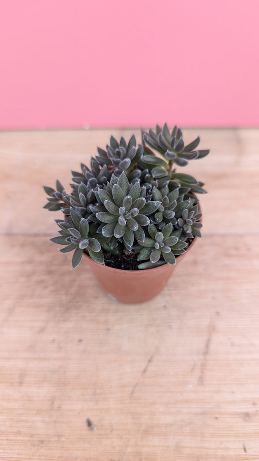 Sinocrassula yunnanensis 'Chinese Jade'