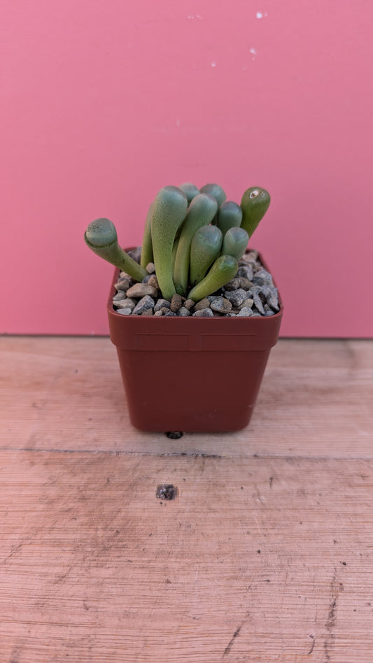 Conophytum 'Baby Toes'