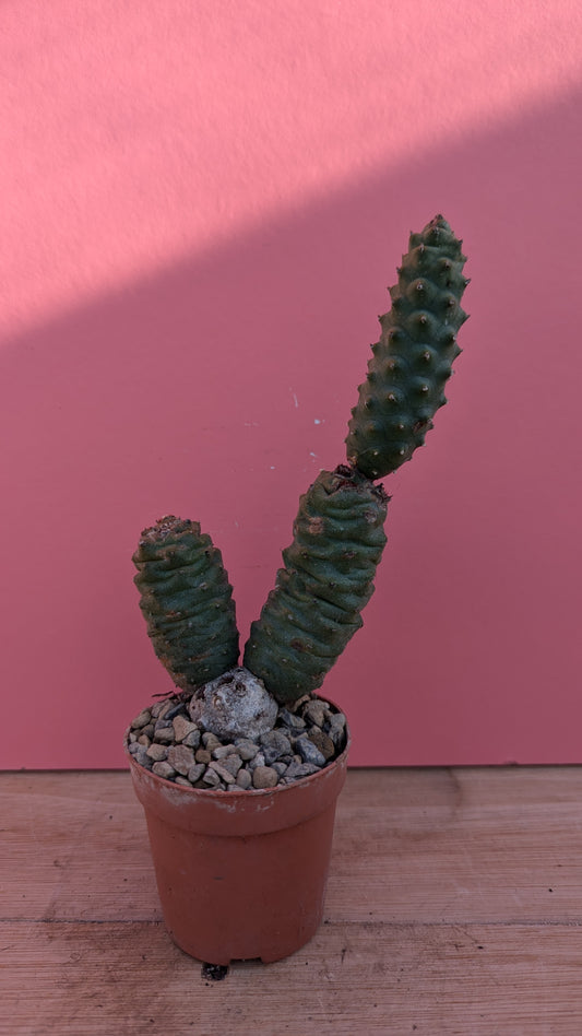 Tephrocactus strobiliformis