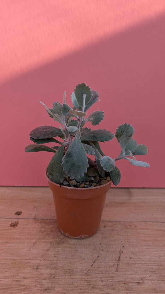 Kalanchoe pumila