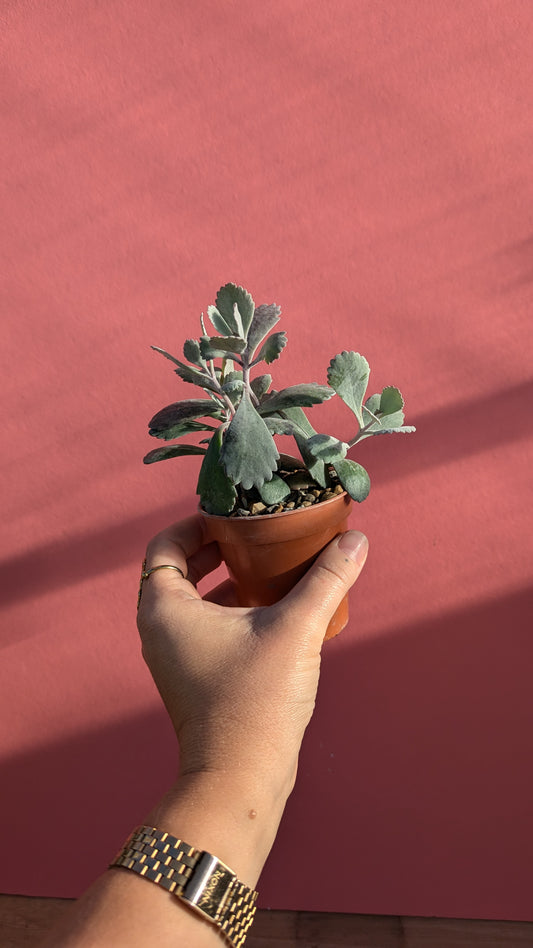 Kalanchoe pumila