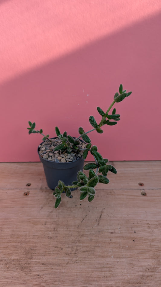 Delosperma 'Pickle Plant'